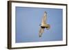 Male Gyrfalcon (Falco Rusticolus) in Flight, Myvatn, Thingeyjarsyslur, Iceland, June 2009-Bergmann-Framed Photographic Print