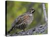 Male Hazel Grouse (Tetrastes - Bonasa Bonasia) Portrait, Kuusamo, Finland, June-Markus Varesvuo-Stretched Canvas