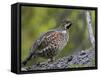 Male Hazel Grouse (Tetrastes - Bonasa Bonasia) Portrait, Kuusamo, Finland, June-Markus Varesvuo-Framed Stretched Canvas