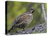 Male Hazel Grouse (Tetrastes - Bonasa Bonasia) Portrait, Kuusamo, Finland, June-Markus Varesvuo-Stretched Canvas