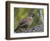 Male Hazel Grouse (Tetrastes - Bonasa Bonasia) Portrait, Kuusamo, Finland, June-Markus Varesvuo-Framed Photographic Print