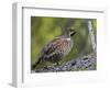 Male Hazel Grouse (Tetrastes - Bonasa Bonasia) Portrait, Kuusamo, Finland, June-Markus Varesvuo-Framed Photographic Print