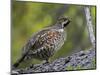 Male Hazel Grouse (Tetrastes - Bonasa Bonasia) Portrait, Kuusamo, Finland, June-Markus Varesvuo-Mounted Photographic Print