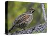 Male Hazel Grouse (Tetrastes - Bonasa Bonasia) Portrait, Kuusamo, Finland, June-Markus Varesvuo-Stretched Canvas