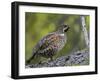 Male Hazel Grouse (Tetrastes - Bonasa Bonasia) Portrait, Kuusamo, Finland, June-Markus Varesvuo-Framed Photographic Print