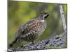 Male Hazel Grouse (Tetrastes - Bonasa Bonasia) Portrait, Kuusamo, Finland, June-Markus Varesvuo-Mounted Photographic Print