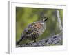 Male Hazel Grouse (Tetrastes - Bonasa Bonasia) Portrait, Kuusamo, Finland, June-Markus Varesvuo-Framed Photographic Print