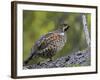 Male Hazel Grouse (Tetrastes - Bonasa Bonasia) Portrait, Kuusamo, Finland, June-Markus Varesvuo-Framed Photographic Print