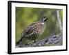 Male Hazel Grouse (Tetrastes - Bonasa Bonasia) Portrait, Kuusamo, Finland, June-Markus Varesvuo-Framed Photographic Print