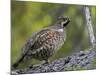 Male Hazel Grouse (Tetrastes - Bonasa Bonasia) Portrait, Kuusamo, Finland, June-Markus Varesvuo-Mounted Photographic Print