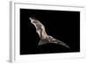 Male Hoary Bat (Lasiurus Cinereus) in Flight-Michael Durham-Framed Photographic Print