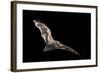 Male Hoary Bat (Lasiurus Cinereus) in Flight-Michael Durham-Framed Photographic Print