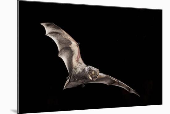 Male Hoary Bat (Lasiurus Cinereus) in Flight-Michael Durham-Mounted Photographic Print