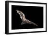 Male Hoary Bat (Lasiurus Cinereus) in Flight-Michael Durham-Framed Photographic Print