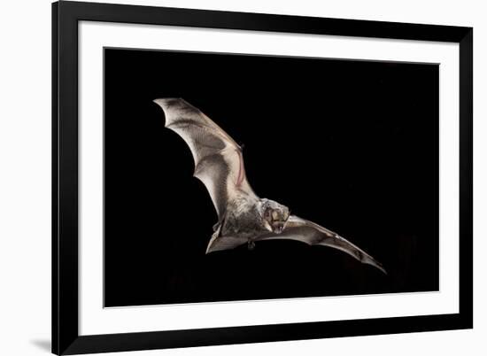 Male Hoary Bat (Lasiurus Cinereus) in Flight-Michael Durham-Framed Photographic Print