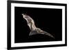 Male Hoary Bat (Lasiurus Cinereus) in Flight-Michael Durham-Framed Photographic Print