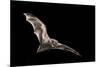 Male Hoary Bat (Lasiurus Cinereus) in Flight-Michael Durham-Mounted Photographic Print