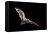 Male Hoary Bat (Lasiurus Cinereus) in Flight-Michael Durham-Framed Stretched Canvas
