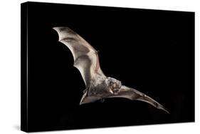 Male Hoary Bat (Lasiurus Cinereus) in Flight-Michael Durham-Stretched Canvas