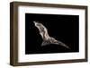 Male Hoary Bat (Lasiurus Cinereus) in Flight-Michael Durham-Framed Premium Photographic Print