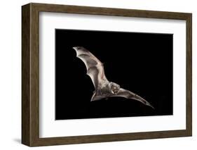 Male Hoary Bat (Lasiurus Cinereus) in Flight-Michael Durham-Framed Photographic Print