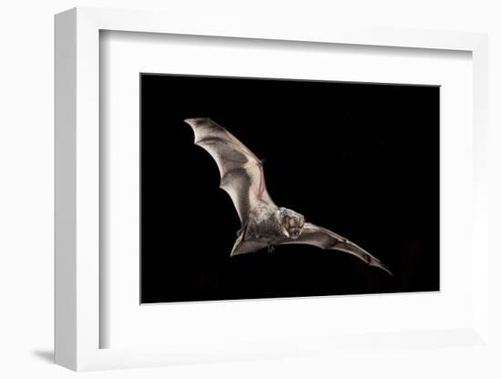 Male Hoary Bat (Lasiurus Cinereus) in Flight-Michael Durham-Framed Photographic Print