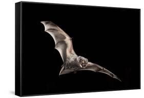 Male Hoary Bat (Lasiurus Cinereus) in Flight-Michael Durham-Framed Stretched Canvas