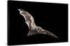 Male Hoary Bat (Lasiurus Cinereus) in Flight-Michael Durham-Stretched Canvas