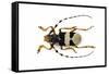 Male Horned Beetle View from Top Arctolamia Fasciata-Darrell Gulin-Framed Stretched Canvas