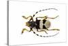 Male Horned Beetle View from Top Arctolamia Fasciata-Darrell Gulin-Stretched Canvas