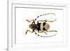 Male Horned Beetle View from Top Arctolamia Fasciata-Darrell Gulin-Framed Photographic Print