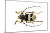 Male Horned Beetle View from Top Arctolamia Fasciata-Darrell Gulin-Mounted Photographic Print