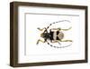 Male Horned Beetle View from Top Arctolamia Fasciata-Darrell Gulin-Framed Photographic Print