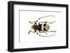 Male Horned Beetle View from Top Arctolamia Fasciata-Darrell Gulin-Framed Photographic Print