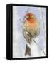 Male house finch on hoarfrost-covered tree in winter-Scott T^ Smith-Framed Stretched Canvas