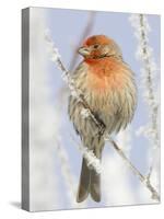 Male house finch on hoarfrost-covered tree in winter-Scott T^ Smith-Stretched Canvas