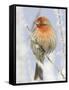 Male house finch on hoarfrost-covered tree in winter-Scott T^ Smith-Framed Stretched Canvas