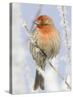 Male house finch on hoarfrost-covered tree in winter-Scott T^ Smith-Stretched Canvas