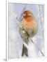 Male house finch on hoarfrost-covered tree in winter-Scott T^ Smith-Framed Photographic Print