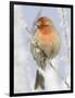 Male house finch on hoarfrost-covered tree in winter-Scott T^ Smith-Framed Photographic Print