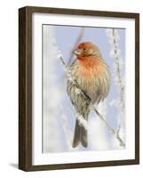 Male house finch on hoarfrost-covered tree in winter-Scott T^ Smith-Framed Photographic Print