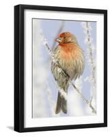 Male house finch on hoarfrost-covered tree in winter-Scott T^ Smith-Framed Photographic Print