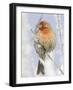 Male house finch on hoarfrost-covered tree in winter-Scott T^ Smith-Framed Photographic Print