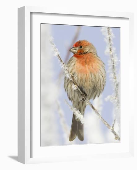 Male house finch on hoarfrost-covered tree in winter-Scott T^ Smith-Framed Photographic Print