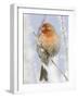 Male house finch on hoarfrost-covered tree in winter-Scott T^ Smith-Framed Photographic Print