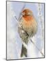 Male house finch on hoarfrost-covered tree in winter-Scott T^ Smith-Mounted Photographic Print