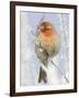 Male house finch on hoarfrost-covered tree in winter-Scott T^ Smith-Framed Photographic Print