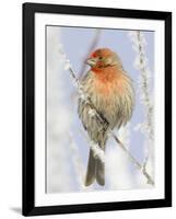 Male house finch on hoarfrost-covered tree in winter-Scott T^ Smith-Framed Photographic Print