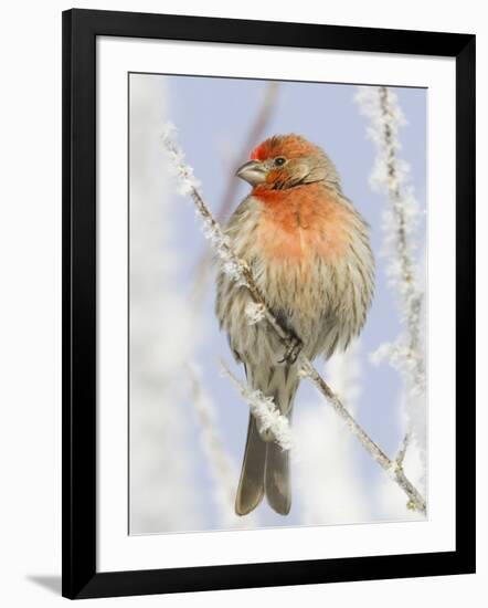 Male house finch on hoarfrost-covered tree in winter-Scott T^ Smith-Framed Photographic Print