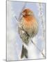 Male house finch on hoarfrost-covered tree in winter-Scott T^ Smith-Mounted Photographic Print